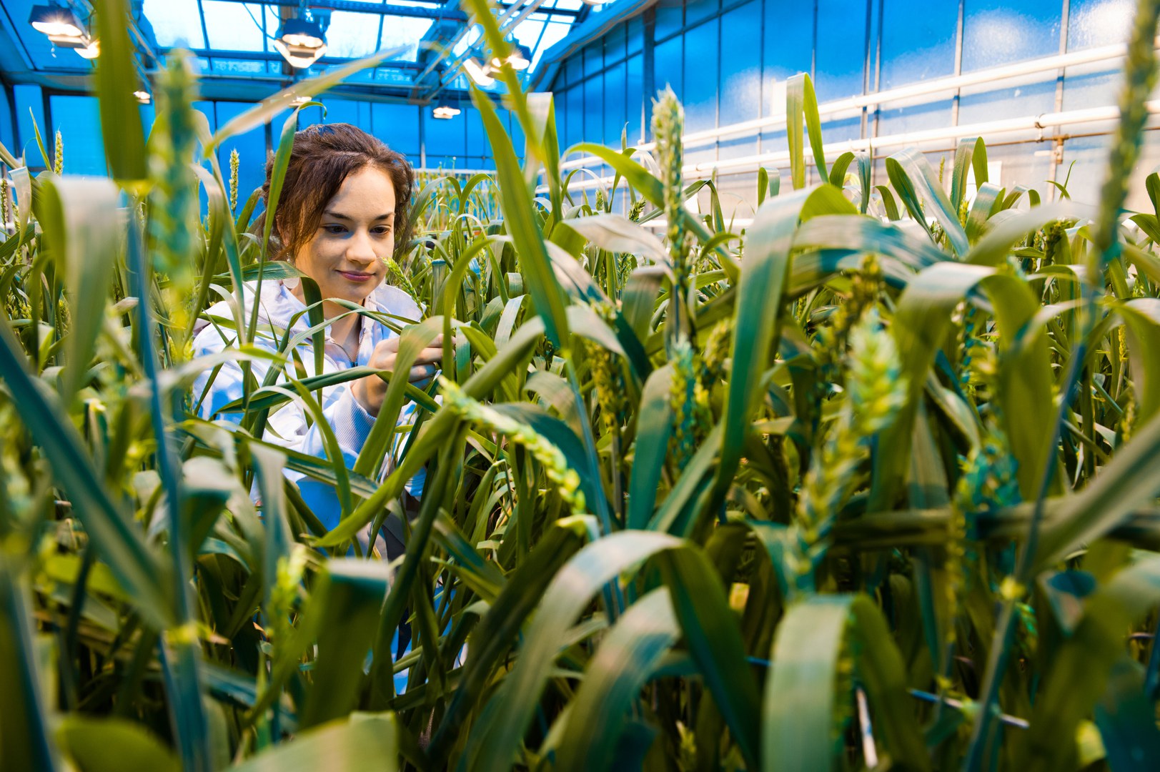 A researcher working in a greenhouse